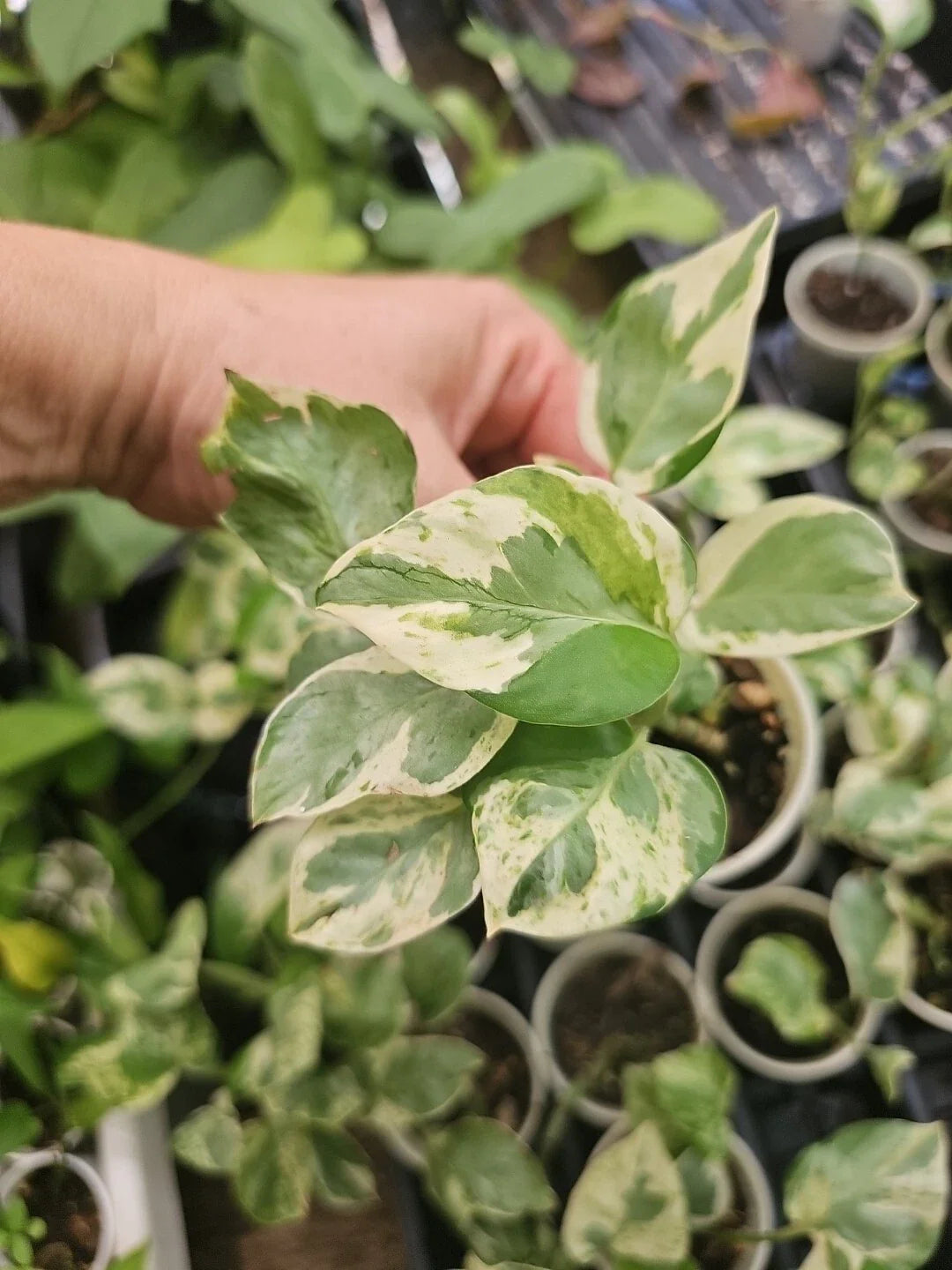 Pothos Plant 6" Pearl and Jade Epipremnum aureum Rooted LIVE PLANT No Cutting