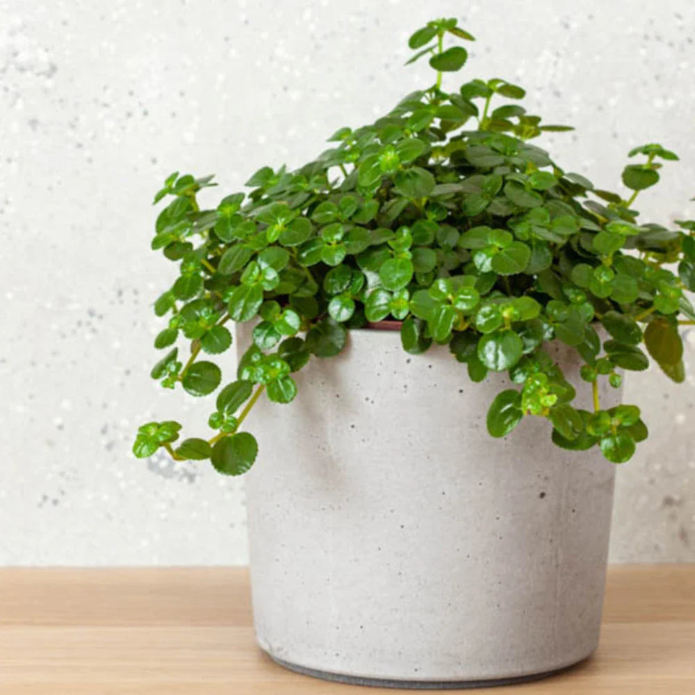 Pilea Baby Tears Live Rooted Starter Plants - Easy Care Houseplant - Pilea depressa