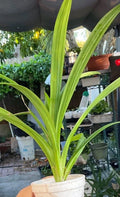 Live Cup Pandan Plant 6"-10" Tall, Lá Dứa, Aromatic Leaves - Pandanus amaryllifolius
