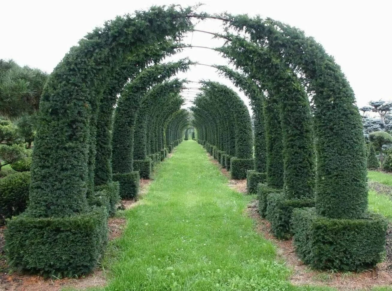 Maze Plant Seeds - English Yew Tree (Taxus baccata) - 20 Seeds - Unique Garden Feature