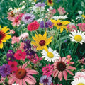Wildflower Cutflower Mix Seeds - 200+ Colorful Mixture, 19 Species, USA - Ideal for Gardens, Pollinators, and Bouquets