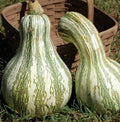 Cushaw Green Striped Pumpkin Seed, NON-GMO, Tennessee Sweet Potato Variety, Organic Gardening
