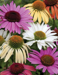 Echinacea Paradiso Mix Live Perennial Starter Plants, 4 Baby Plugs, Bee Friendly, Attracts Butterflies, 24-36" Tall