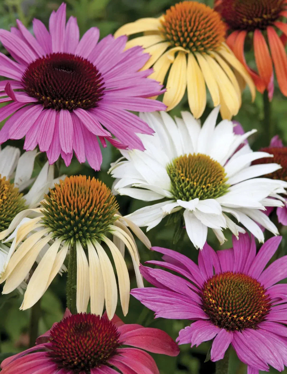 Echinacea Paradiso Mix Live Perennial Starter Plants, 4 Baby Plugs, Bee Friendly, Attracts Butterflies, 24-36" Tall