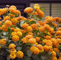 Lantana Orange Live Plants - Well Rooted Perennial Groundcover - Ship No Pot