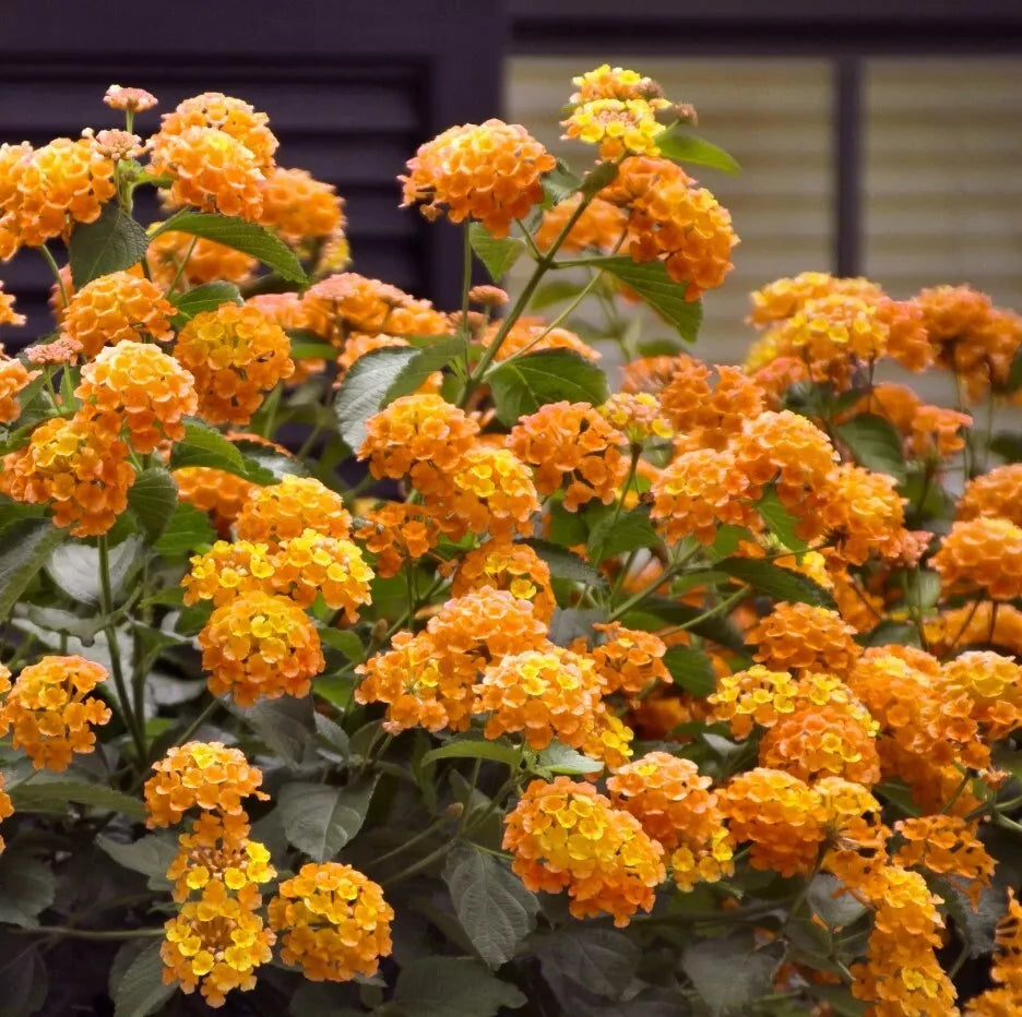Lantana Orange Live Plants - Well Rooted Perennial Groundcover - Ship No Pot
