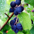Saskatoon Serviceberry Plant Seeds, 100 Pack, Mitraee, Amelanchier alnifolia
