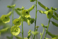 NICOTIANA LIME GREEN Flower Seeds - 200+ Premium Seeds for Hummingbird Attraction (Nicotiana Alata)