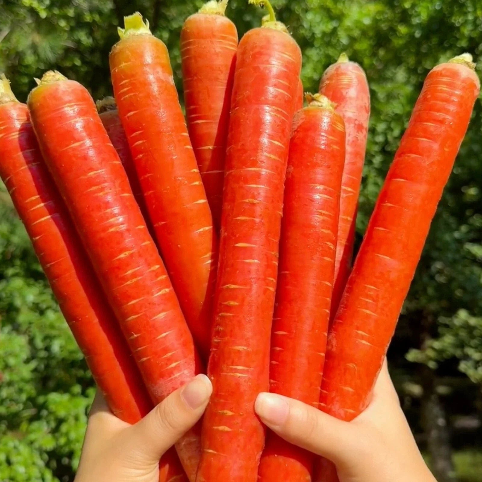 Red Fruit Carrot Seeds - 1000pcs Heirloom Variety, Sweet & Juicy - Daucus carota