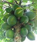 Papaya Seeds 30 Count Organic Tropical Fruit Carica papaya