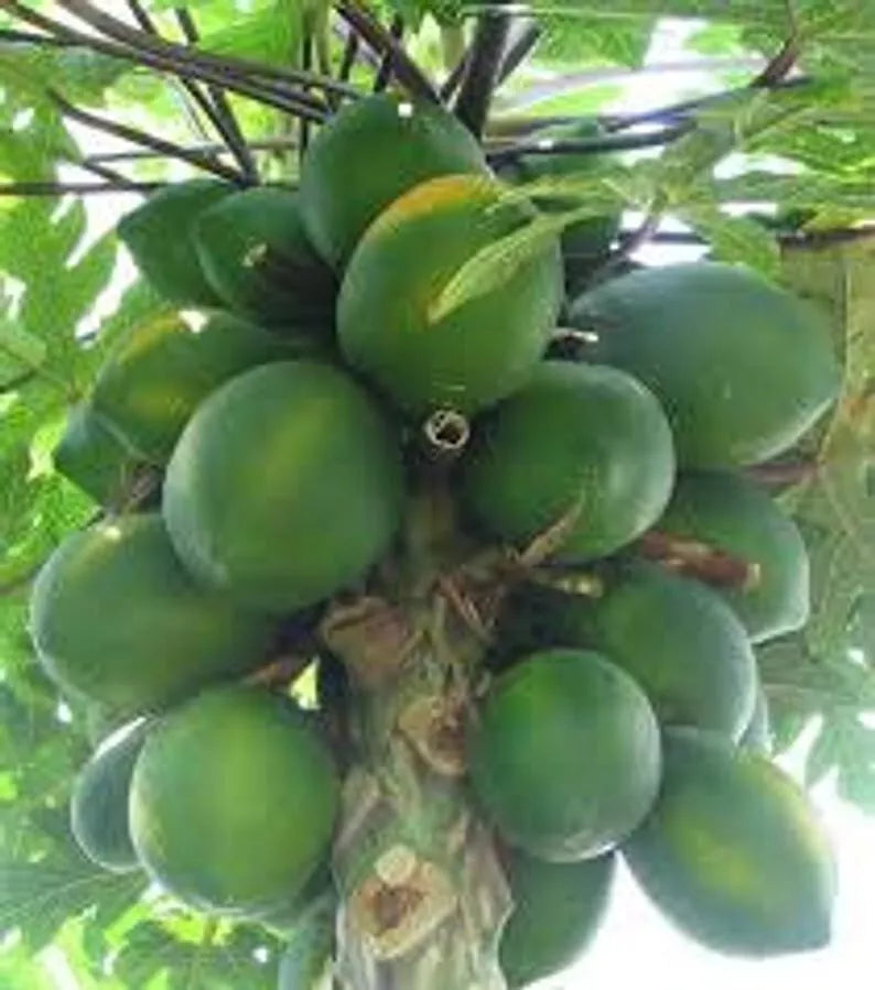Papaya Seeds 30 Count Organic Tropical Fruit Carica papaya