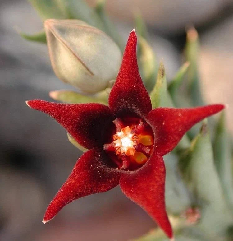 Orbea Semitubiflora Potted Plant 3.5" - Well Rooted Succulent - Unique Starfish Flower Plant