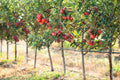 Apple Tree Seeds - 30 Seeds - Delicious Variety - Malus pumila, Common Apple