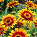 Mexican Sombrero Zinnia Seeds - 100 Double Bloom Flower Seeds - Beautiful Rare Variety - Zinnia haageana