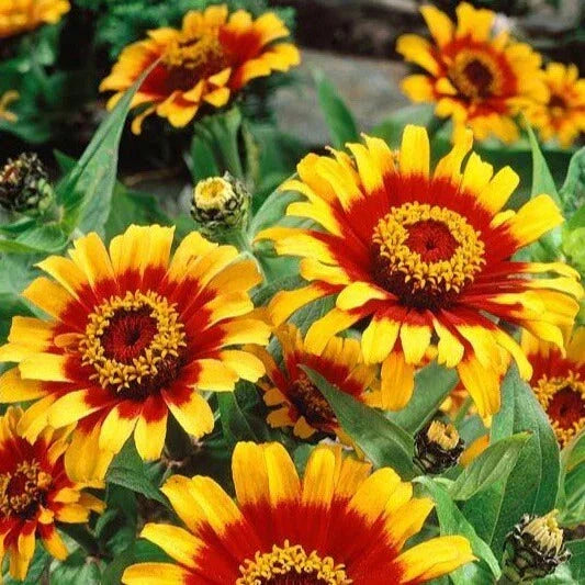 Mexican Sombrero Zinnia Seeds - 100 Double Bloom Flower Seeds - Beautiful Rare Variety - Zinnia haageana