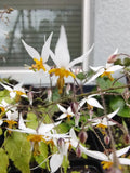 Epimedium Plant - Ground Cover - Drought Tolerant Perennial - Barrenwort - Epimedium spp.