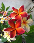 Plumeria Seeds - 5 Dark Orange Hawaiian Flower Lei Seeds - Perennial Bloom - Plumeria spp.