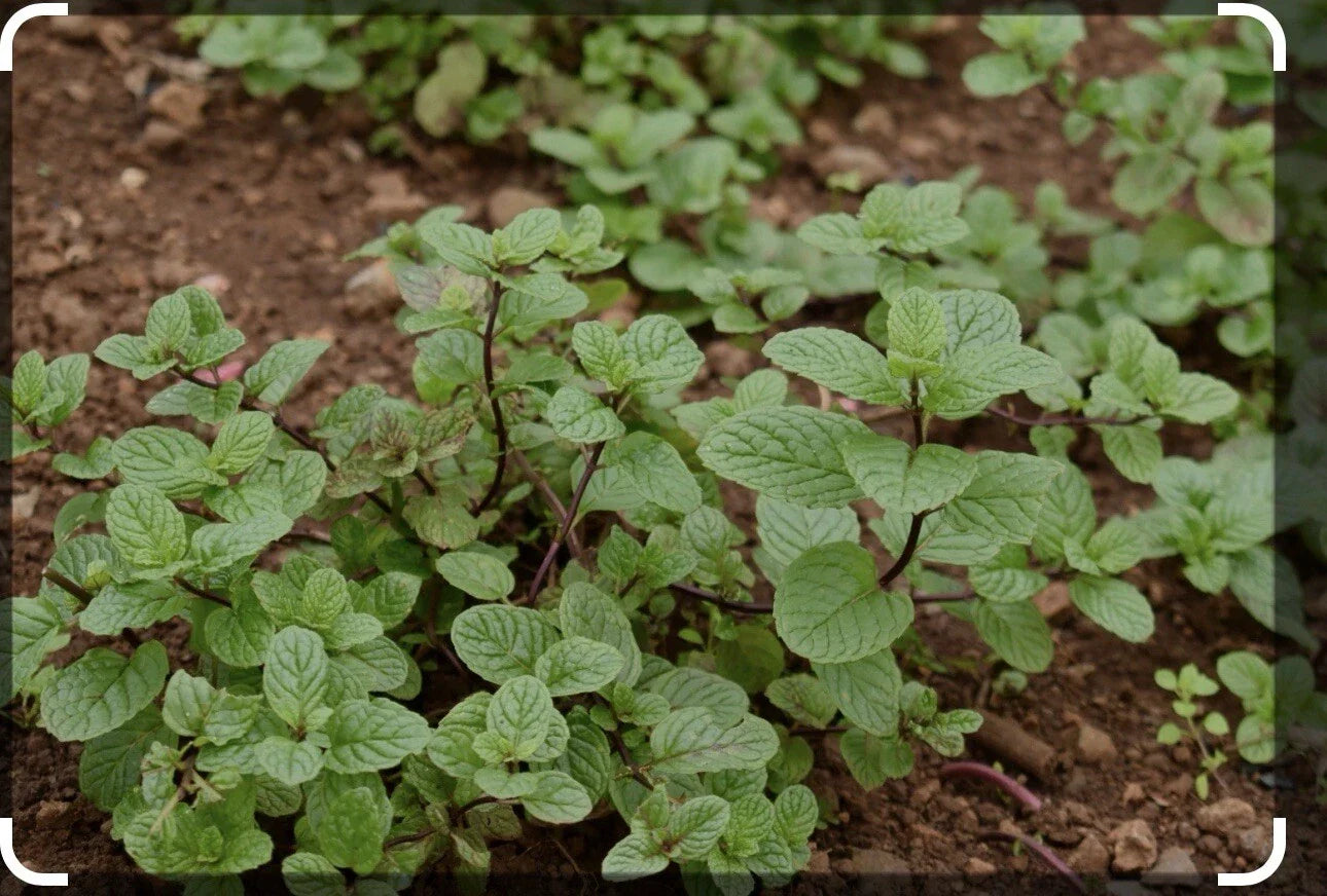 Live Chocolate Mint Herb Starter Plant - 3 Pack - Mentha x piperita 'Chocolate' - Scented Indoor Gardening