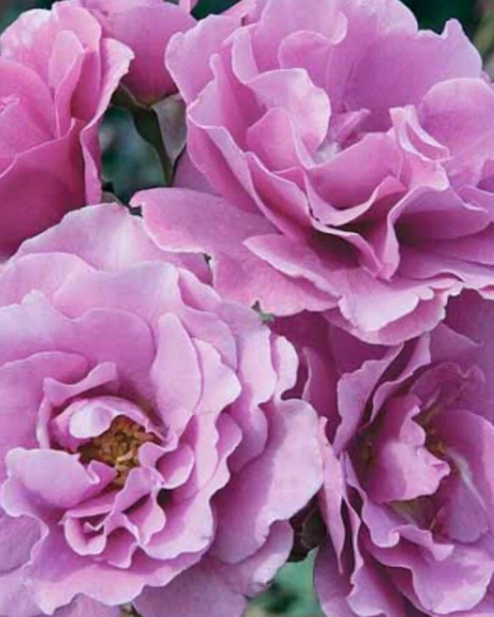 Angel Face Rose Cuttings - 5 Unrooted Cuttings - Rosa 'Angel Face' - Fragrant Pink Flowers for Gardening