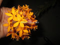 Epidendrum Orchid Cuttings - Dark Yellow - 2 Healthy Cuttings - Perfect for Home or Garden - Epidendrum spp.