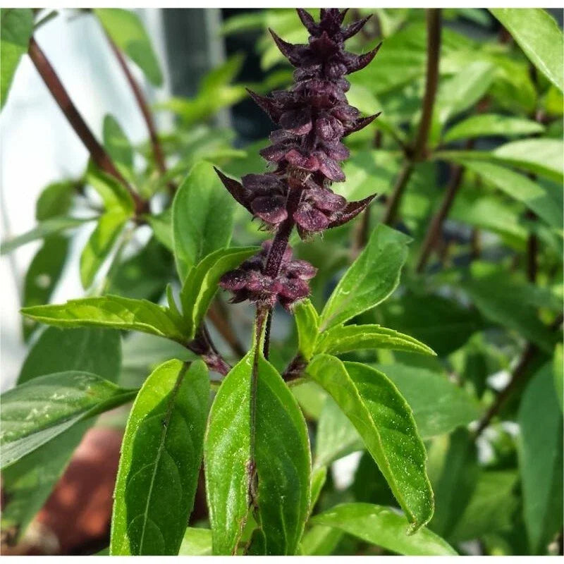 Licorice Basil Herb Seeds, Thai Basil, Non-GMO, Multiple Sizes Available, Ocimum basilicum