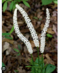 False Unicorn Plants Bareroot 5 Count Chamaelirium Luteum Wildflower Native Medicinal Shade Garden Appalachian Grown