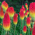 Royal Castle Torch Lily Seeds | Hot Poker Flower | 25 Perennial Seeds | Kniphofia uvaria | US Seller