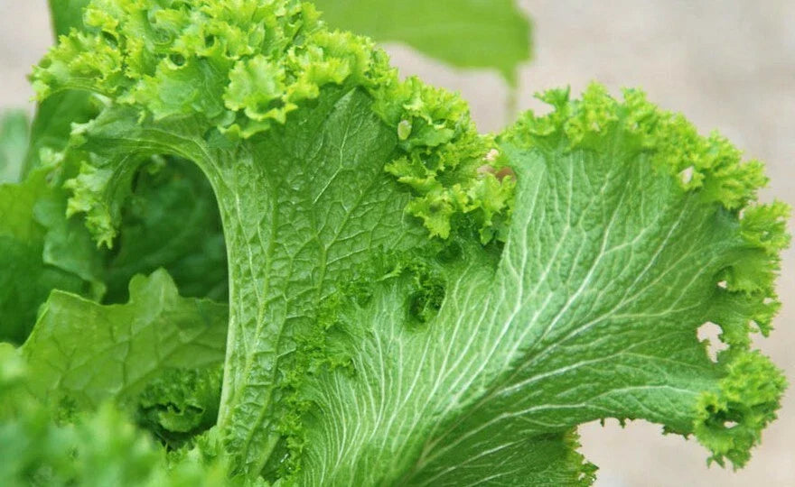Green Wave Mustard Leaf Seeds 50+ Count, Brassica juncea, Bright Lime Green, Ruffled Leaves for Salads and Cooking