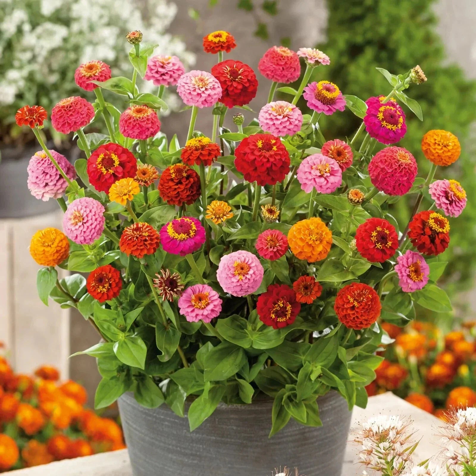 Thumbelina Dwarf Zinnia Seeds - 100+ Pack - Colorful Garden Flowers - Zinnia elegans - USA Shipping