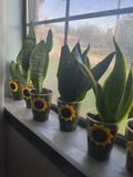 Rooted Snake Plant Cutting - Mother-In-Law Tongue (Sansevieria) - Live Indoor Plant for Easy Care and Air Purification