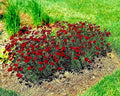 Dwarf Red Plains Coreopsis Seeds | Native Wildflower for Drought & Heat | Pollinator-Friendly (Coreopsis tinctoria)