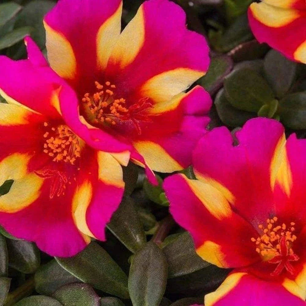 Watermelon Punch Succulent - Portulaca Oleracea - Live Plant - US Seller - Colorful Ground Cover
