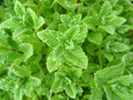 Peppermint Seeds 2000 Count Non-GMO Mentha × piperita Organic Herb Gardening