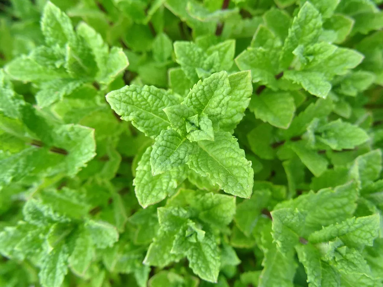 Peppermint Seeds 2000 Count Non-GMO Mentha × piperita Organic Herb Gardening