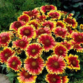 Gaillardia Flower Seeds - 100 Pack Bright Blanket Flowers for Vibrant Summer Blooms (Gaillardia pulchella)