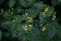 Huacatay Seeds - Black Mint Culinary Herb, Tagetes Minuta, with Tracking