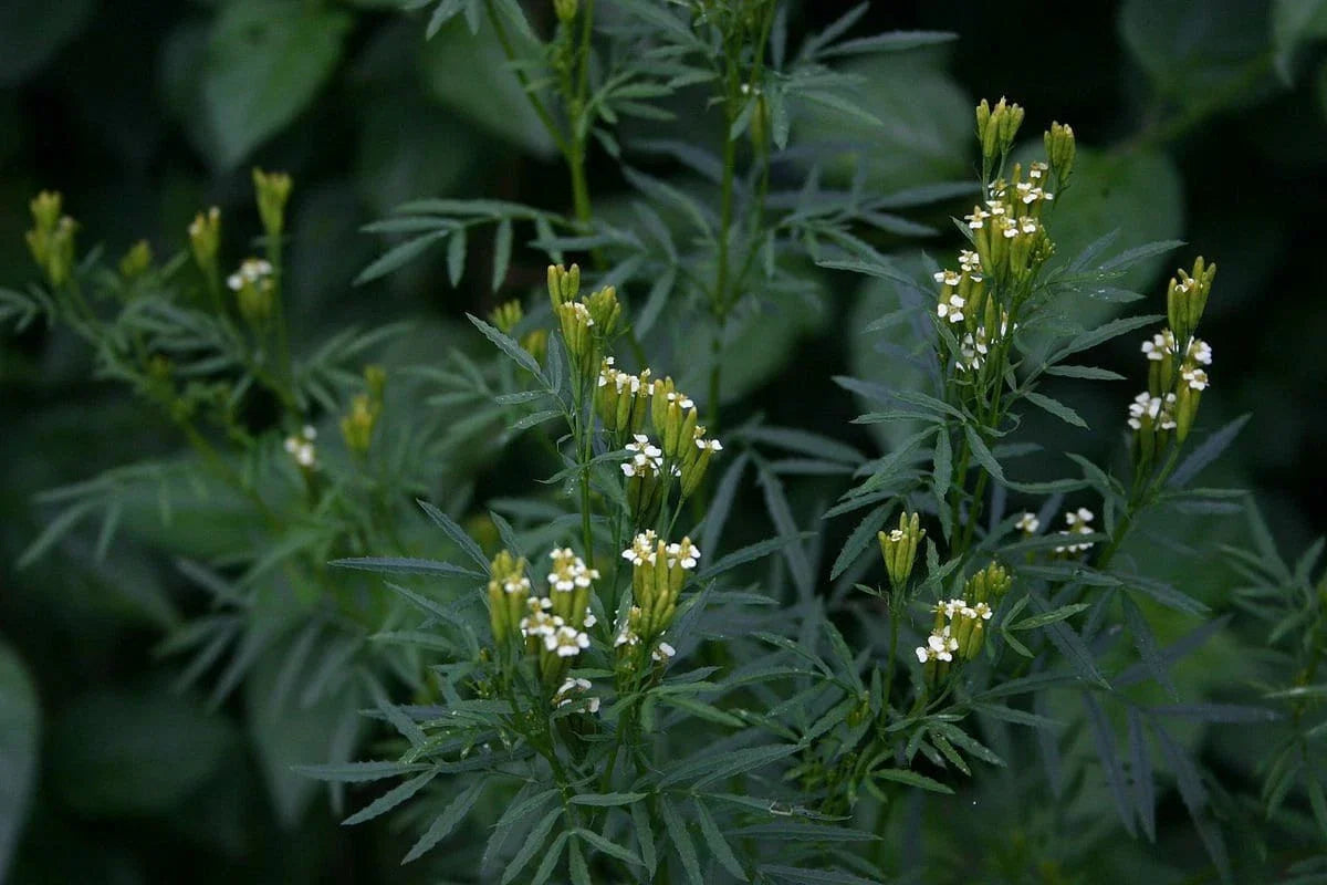 Huacatay Seeds - Black Mint Culinary Herb, Tagetes Minuta, with Tracking