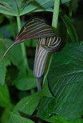 Cobra Lily Seeds - 4 Fresh Untreated Seeds - Arisaema c. - Free U.S. Shipping