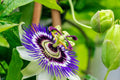 Passion Flower Seeds - 50+ Seeds for Planting - Exotic Variety - Passiflora edulis - Ships from Iowa, USA
