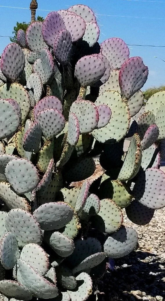 Santa Rita Purple Prickly Pear Cactus Cutting 5-6" Opuntia Violacea Arizona