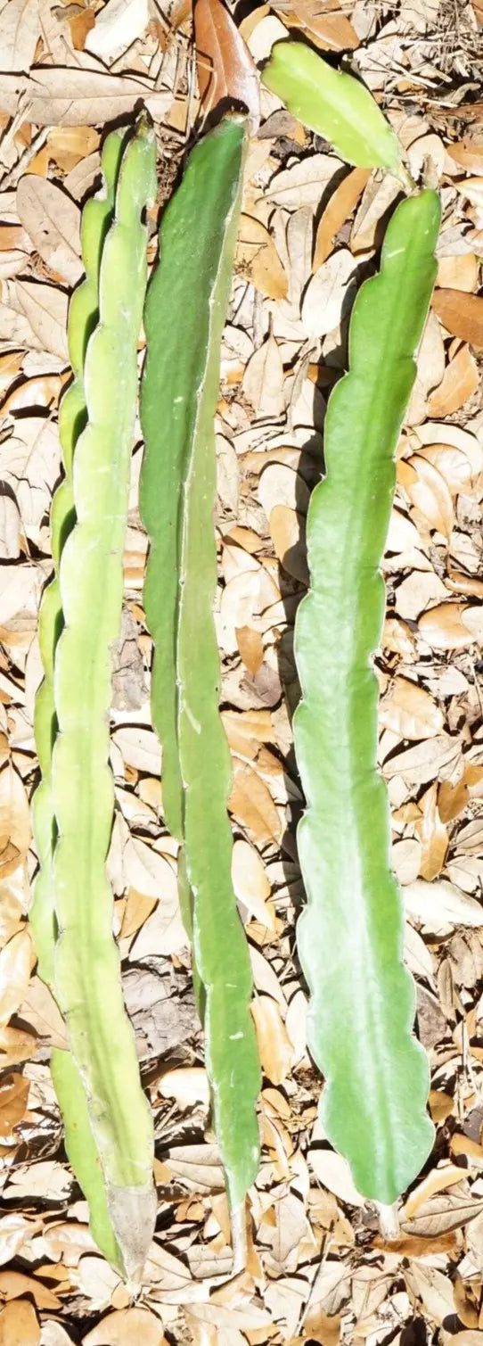 Night Blooming Cereus Cactus Orchid Cuttings 6'' - Queen of the Night (Epiphyllum oxypetalum)