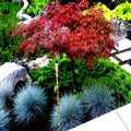 Dwarf Japanese Red Linear Leaf Maple Tree Seeds - Acer Scolopendrifolium - 5 Pack - Bonsai Variety