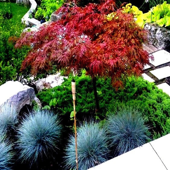 Dwarf Japanese Red Linear Leaf Maple Tree Seeds - Acer Scolopendrifolium - 5 Pack - Bonsai Variety