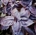 Dark Opal Basil Seeds 400+ Count - Purple Basil Annual Herb (Ocimum basilicum) - Non-GMO for Garden Planting