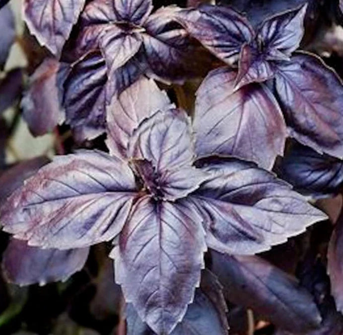 Dark Opal Basil Seeds 400+ Count - Purple Basil Annual Herb (Ocimum basilicum) - Non-GMO for Garden Planting