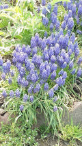 Grape Hyacinth Bulbs - 10 Perennial Muscari Bluebells - Bare Root Live Plant for Garden