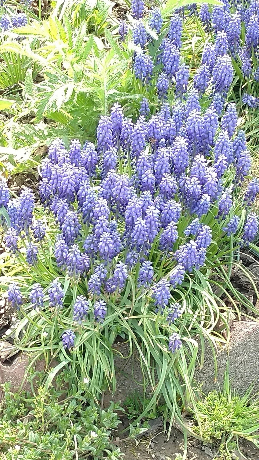 Grape Hyacinth Bulbs - 10 Perennial Muscari Bluebells - Bare Root Live Plant for Garden