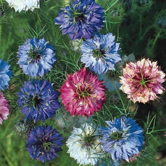 Love in a Mist Seeds - MISS JEKYLL DOUBLE Mix - Nigella - Cottage Garden - Non-GMO - 200 Seeds