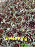 10 Live Hardy Sempervivum Silver King Succulents, Hens and Chicks, Zones 4-8, 1/2" and Up, Perennial Outdoor Plants