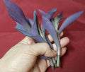 Live Purple Heart Plant Cuttings 4-5 Inch Long - Tradescantia pallida - 8 Pieces